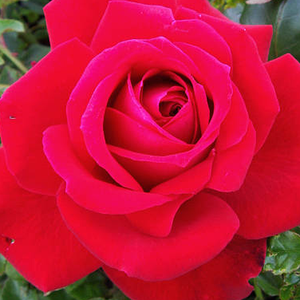 Crvena - Ruža - Ruby Wedding™ - 